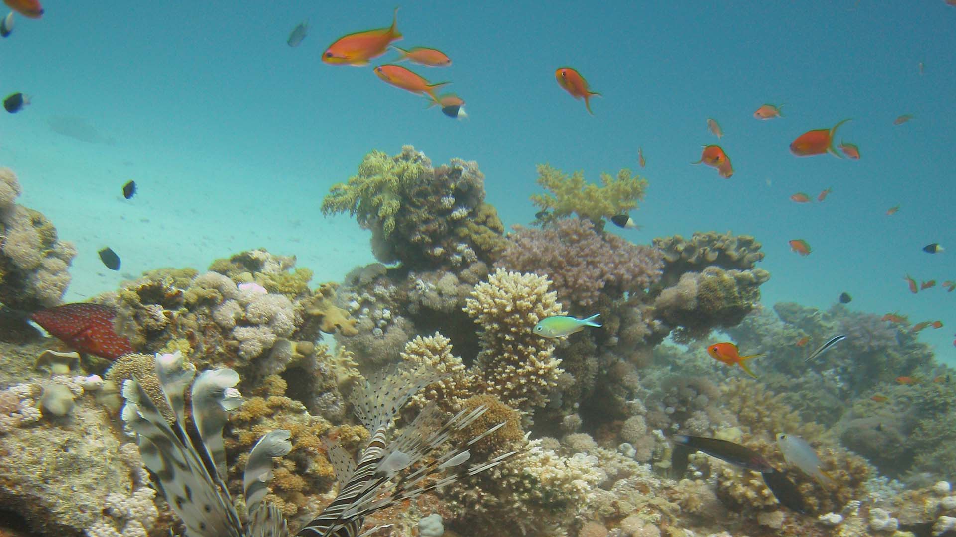 dive on the red sea of egypt with fish and blue water