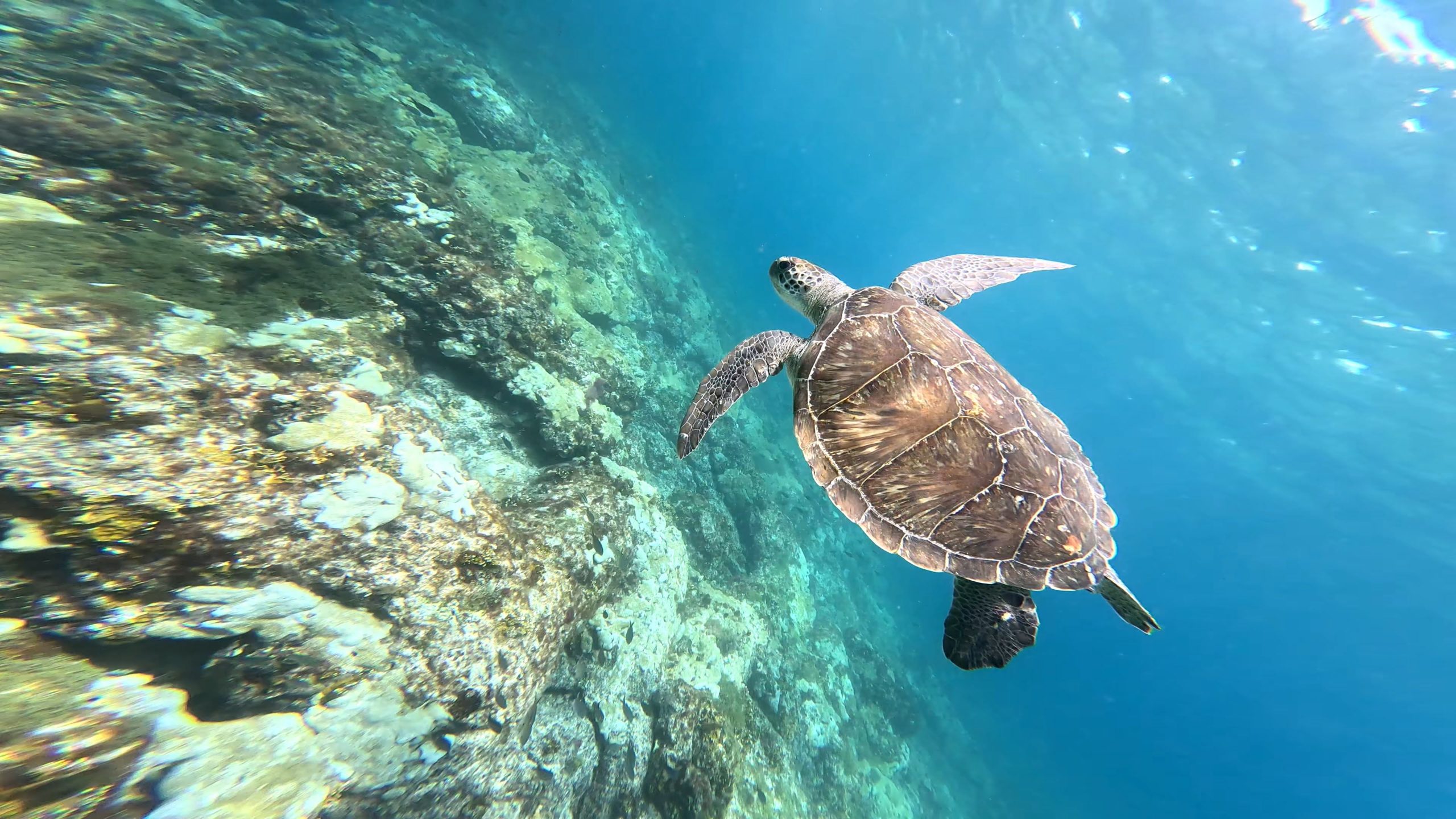 diving diving turtle