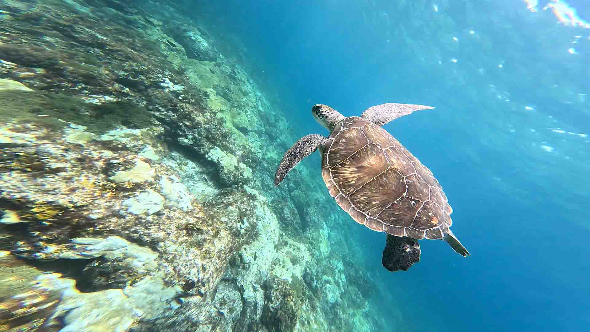 snorkeling cap vert